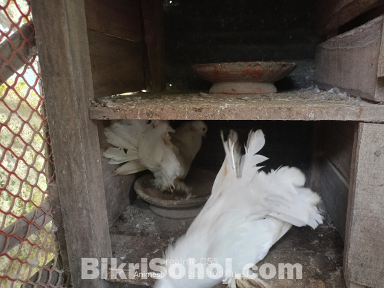 এক জোড়া সাদা লক্ষ্যা কবুতর বিক্রি করা হবে